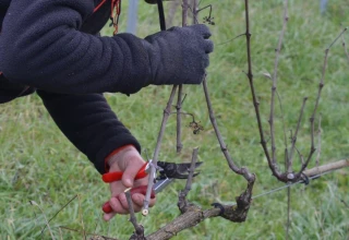 Et les rois de la taille sont...