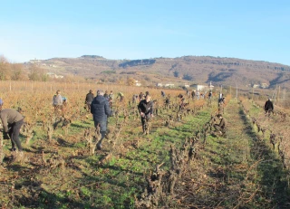 Le concours de taille de la vigne est maintenu