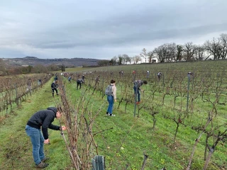 Concours de taille de vigne : une occasion de promouvoir la filière 