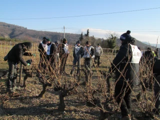 Fête de la vigne : promouvoir la filière et ses métiers