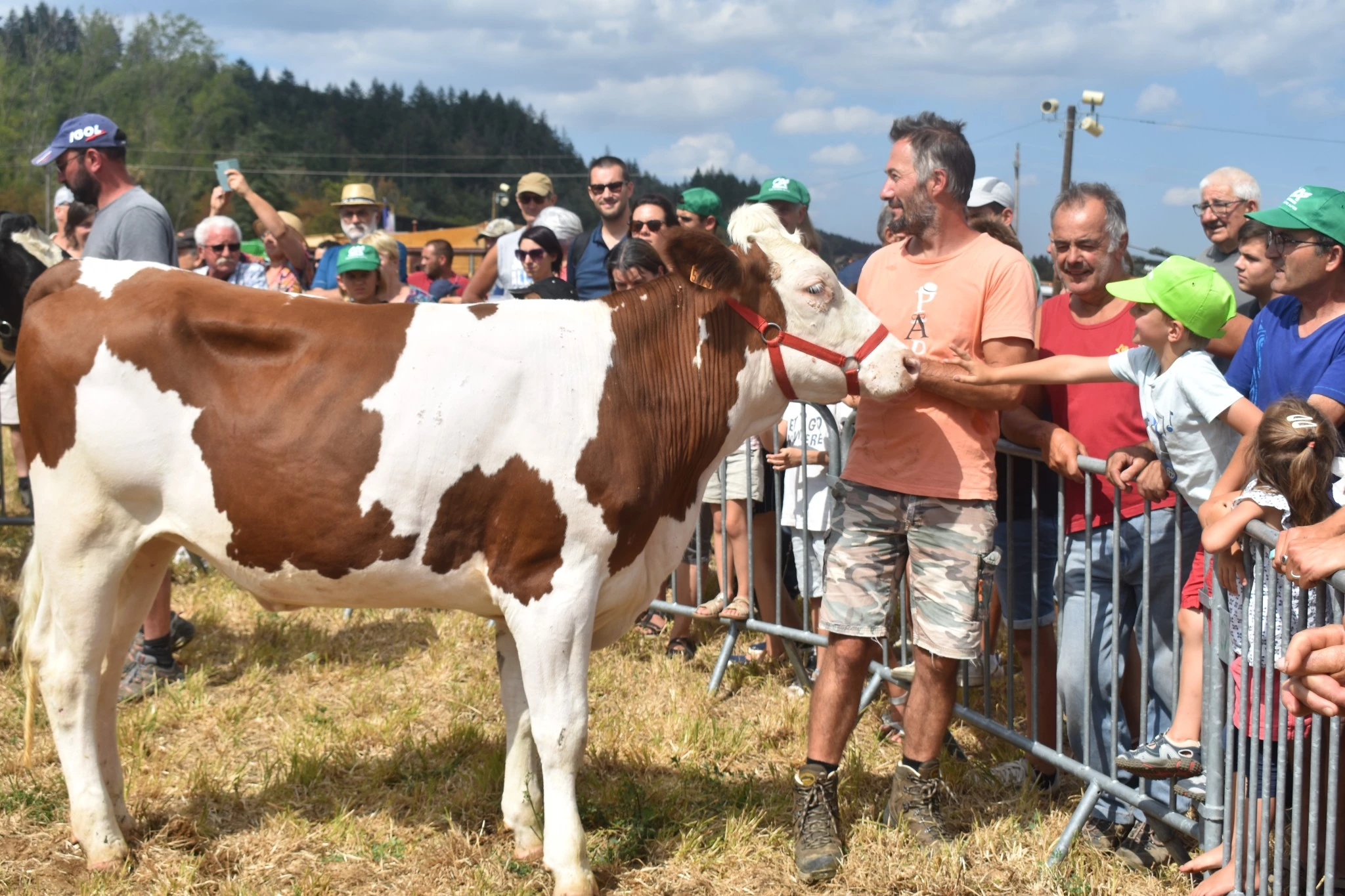 Les présentations de vaches, ici montbéliarde, ont eu beaucoup de succès auprès des familles