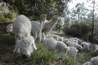 Mohair : « une filière dans l’air du temps »