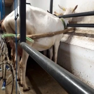 Efficacité et confort en élevage laitier : pensez ergonomie !