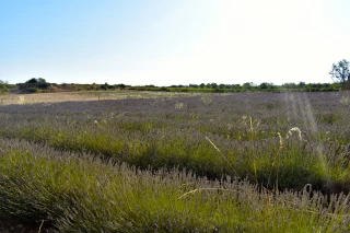 Les lavandiculteurs soulagés