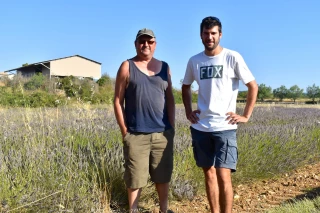 Joël et Aurélien Cuer , viticulteurs à Gras, cultivent également près de 7 ha de lavandin.