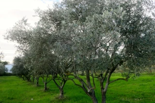 Xylella fastidiosa : des mesures de lutte assouplies