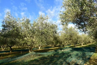 Ouverture des aides à l'investissement et à la restructuration des vergers oléicoles