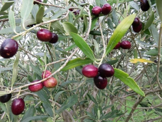 Olives espagnoles: Washington maintient ses droits de douane jugés illégaux par l’OMC