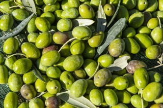 Réservez vos plants pour 2022