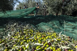 La filière oléicole ardéchoise au fil de l’histoire