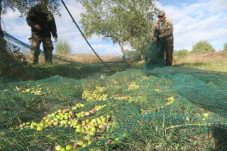 Une récolte peu abondante mais qualitative