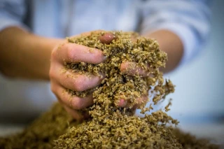 La drêche de brasserie, un coproduit aux multiples vertus