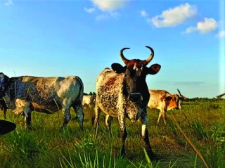 Les agriculteurs colombiens résistent face aux géants de l’agro-industrie et du pétrole