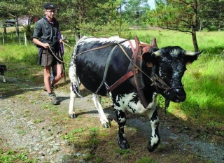 Modestine, la génisse qui marche contre le cancer