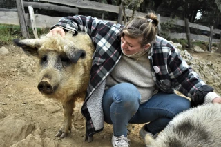 À la Ferme de Belin, les cochons Mangalica sont rois