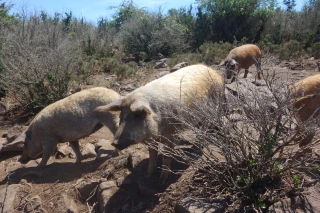 En Ardèche, les porcs prennent l'air