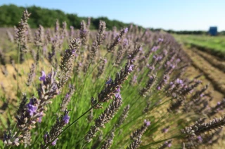 Lavandin : la récolte bat son plein