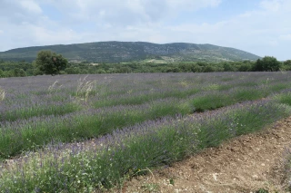 Escapade au Domaine Lavandaïs