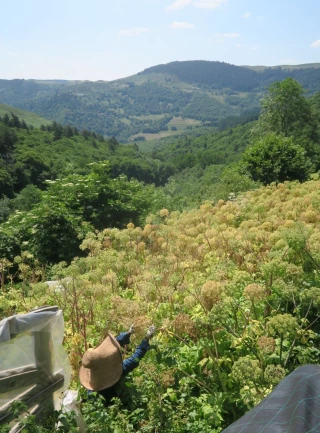 « Il faut avoir tout le temps en culture un peu de tout »