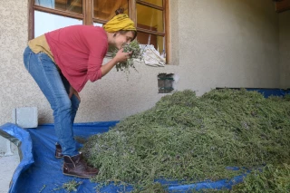 « Les Essentielles », entre production bio et cueillette sauvage 