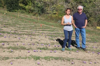Petit butin pour les producteurs de safran