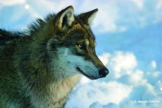 Un engagement collectif au service du pastoralisme alpin