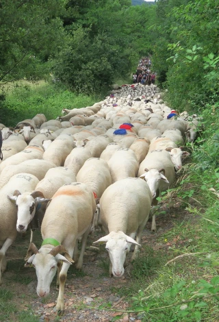 L’élevage pastoral en fête !