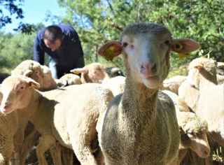 À la reconquête des espaces pastoraux