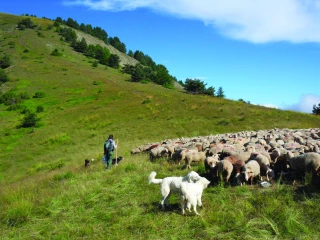 Une nouvelle estive collective en Ardèche 