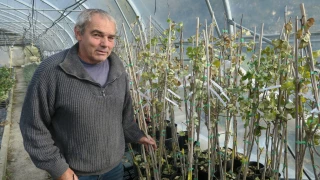 Pistachiers : des variétés adaptées aussi bien au sec qu’au froid