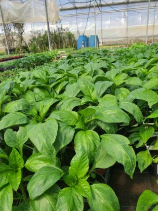 Drive, vente et livraison à domicile, en direct, au coffre... Des formes de commercialisation de plants potagers sont désormais autorisées à condition de respecter les distances de sécurité et appliquer les gestes barrières. 