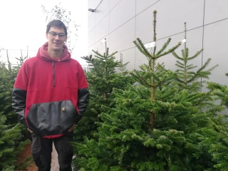 Des sapins de Noël produits dans la montagne ardéchoise