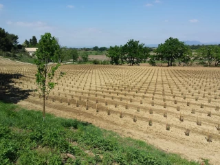 Les pépiniéristes viticoles fragilisés