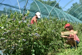 Saison prometteuse pour les producteurs