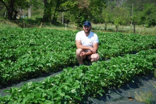 Un bon début de saison pour la fraise d'Ardèche