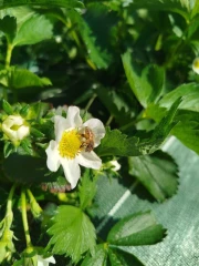 Un début de campagne favorable