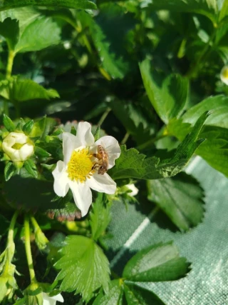 Un début de campagne favorable