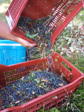 Petite récolte pour la myrtille sauvage d’Ardeche