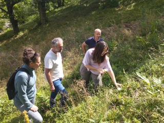 Des micro-guêpes pour sauver la myrtille sauvage de drosophila suzukii