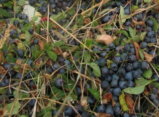 Ouverture du dépôt des demandes d’indemnisation