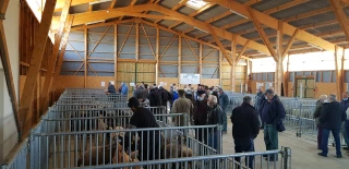 Concours primé des agneaux