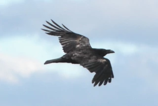 Corvidés : mieux les connaître pour mieux les identifier