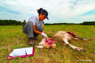Le loup étend son territoire de prédation