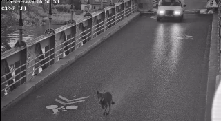 Un loup aperçu à La Voulte-sur-Rhône