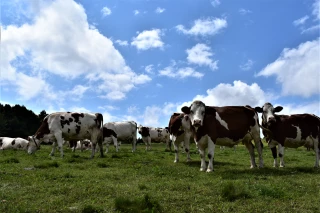 Des laiteries « vachement » dynamiques 