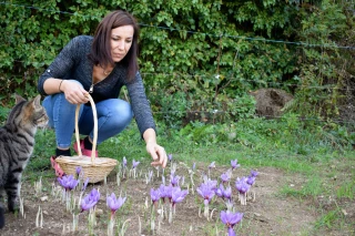 L'automne, saison du safran !