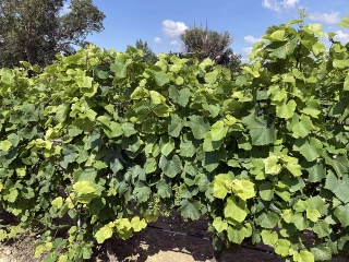 Fer et manganèse, des carences qui gênent