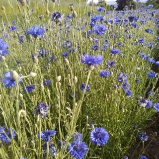 Ppam : Une filière florissante malgré la conjoncture difficile