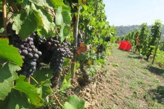 La vigne, fer de lance de l’économie agricole et locale