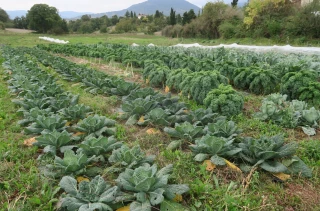 Les cultures maraîchères dans le paysage ardéchois
